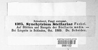 Synchytrium stellariae image